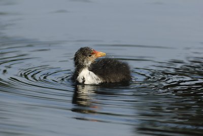 Young Coot - 01.06.2007