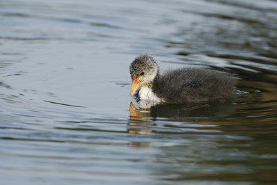 Young Coot - 01.06.2007