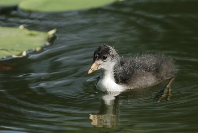 Young Coot - 07.06.2007
