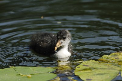 Young Coot - 07.06.2007