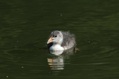 Young Coot - 07.06.2007
