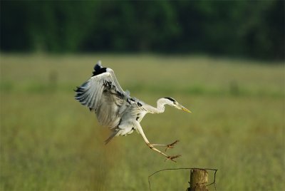 Grey Heron