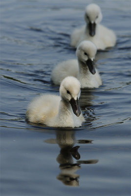 Young Mute Swans