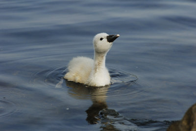 Young Mute Swan