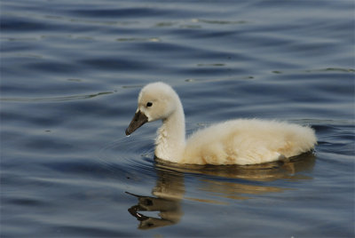 Young Mute Swan