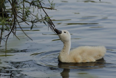 Young Mute Swan