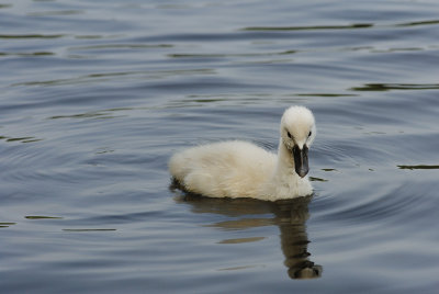 Young Mute Swan