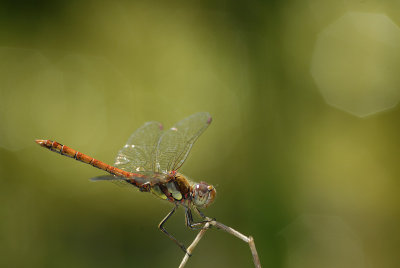 Ruddy Darter