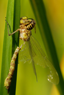 The Short Life of a Dragonfly