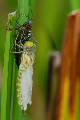 The Short Life of a Dragonfly