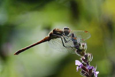 Dragonflies At The Garden Pond