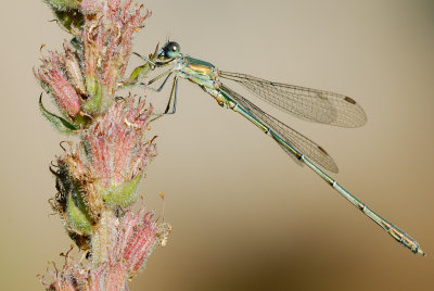 Dragonflies At The Garden Pond