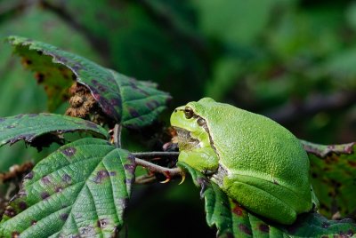 European Tree Frog