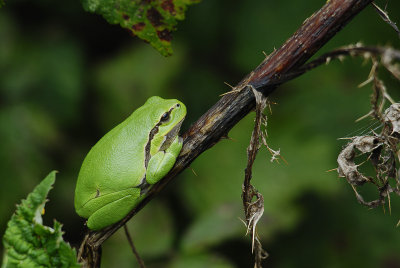 European Tree Frog