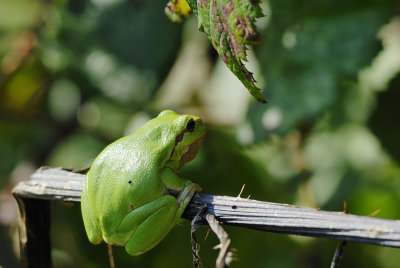 European Tree Frog