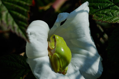 European Tree Frog