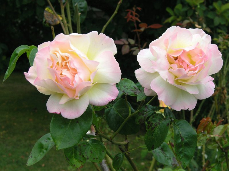 rainy day roses
