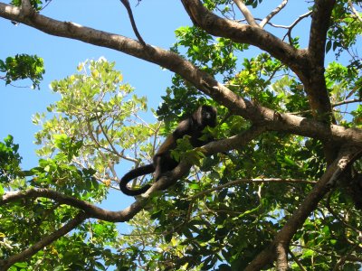 and the howler monkeys easy to see.....