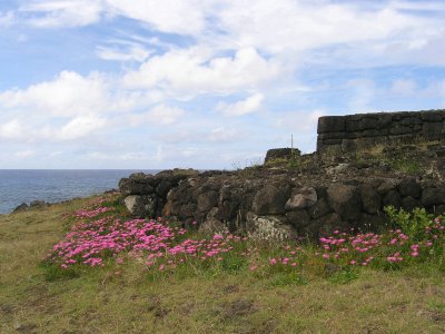 November is springtime on Rapa Nui, and flowers bloomed everywhere.....