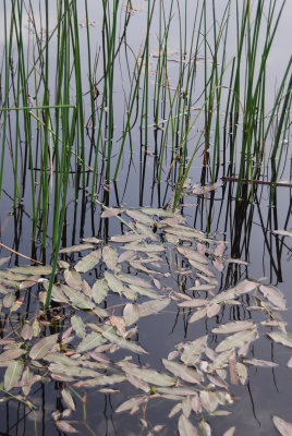 spring reeds....autumn leaves