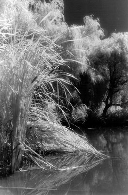 cascading cattails