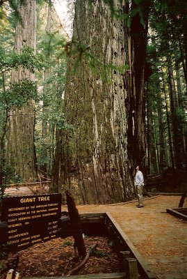 redwood giant