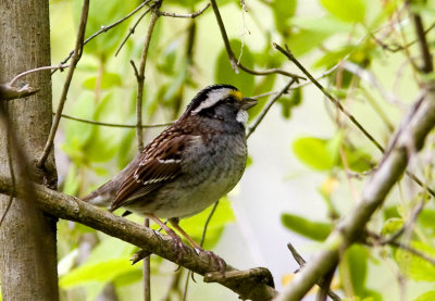 White-throated Sparrow