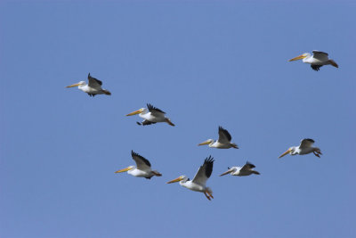 White Pelicans 1