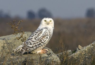 Snowy Owl 3