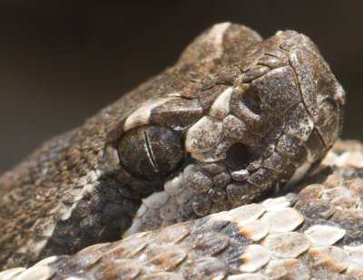 Juvenile rattlesnake angle 3