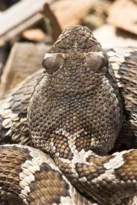 Juvenile rattlesnake angle 4