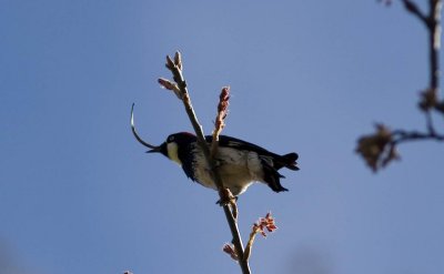 Acorn Woodpecker deformity angle 1