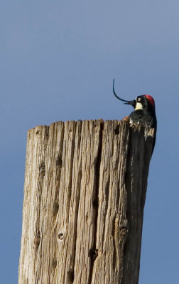 Acorn Woodpecker deformity angle 2