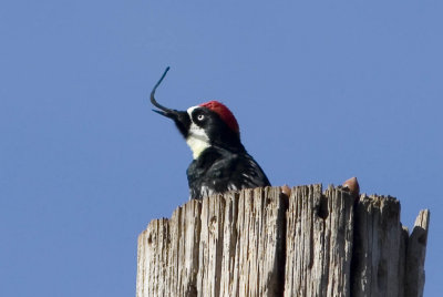 Acorn Woodpecker deformity angle 3