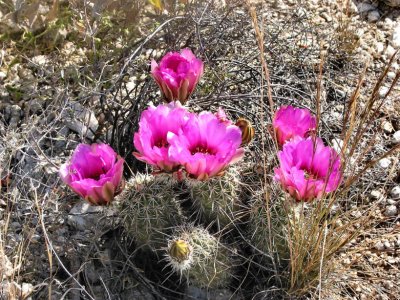 Hedgehog cactus (Echinocereus fasciculatus)