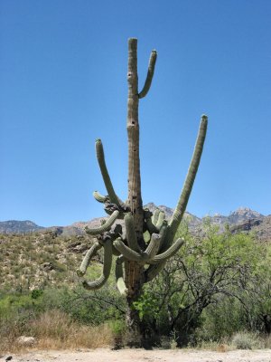 Cacti