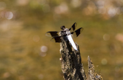 Common Whitetail (Plathemis lydia)