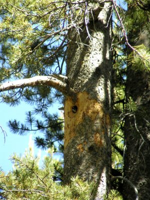 Juvenile male in nest