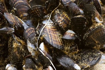 Mussels