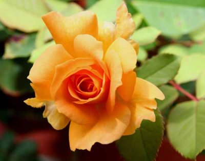 JIMMY'S ROSE.jpg