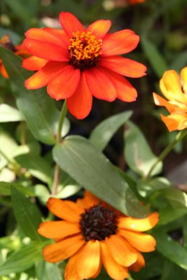 GARDEN DELIGHTS.jpg