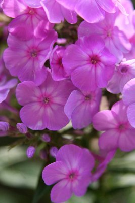 PINK CASCADE.jpg