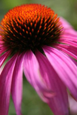 CONEFLOWER SUNBURST.jpg