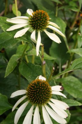 IMG_4043.jpg