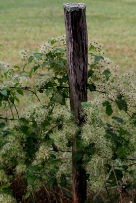 FENCE POST.jpg
