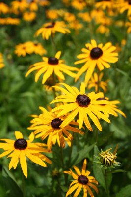 BLACK MOUNTAIN DAISIES.jpg