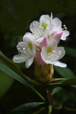 DELICATE RHODODENDRON.jpg