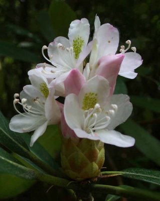 SPRINGTIME RHODODENDRON.jpg