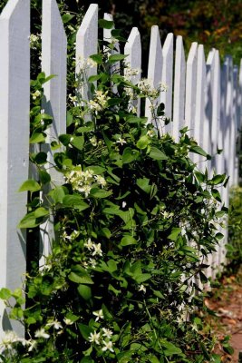 CENTRAL AVE FENCE.jpg