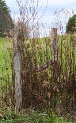 BURNSVILLE PASTURE FENCE.jpg